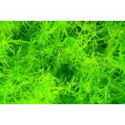 BIO Chlorella